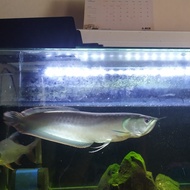 ikan arwana silver red brazil ±55cm