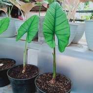 Tanaman Hias Alocasia Bisma Daun Besar Rawatan Dari Bonggol Subur