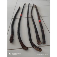 100% ORIGINAL SULUR BERTAM KAYU PEMBISA (6inci)