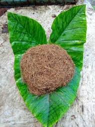 Daun Talas Beneng 100 Gram Grade C