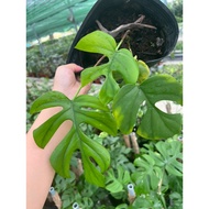 Healthy and beautiful minimons soft pot