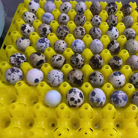 5Pcs Plastic Quail Egg Tray, Pigeon Egg Holder, Bird Egg Crate, Plastic Quail Egg Tray with Dividers