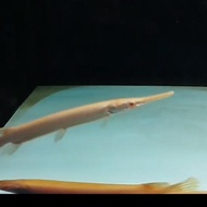Ikan Aligator Florida / Ikan Alligator Florida / Florida Gar / Ikan Florida Gar Albino / Albino Flor