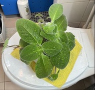 喜蔭花'Blue Heaven' 藍色天 堂 苦苣苔科