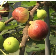 Tut (Air Layering) Pokok Tin  Super Jumbo XL