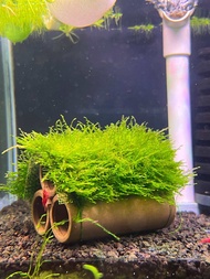 Rêu thuỷ sinh - Các loại Rêu trang trí thuỷ sinh hồ tép cảnh cá cảnh dễ chăm sóc không cần nền không