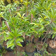 Bibit Sawo Jumbo Cangkok