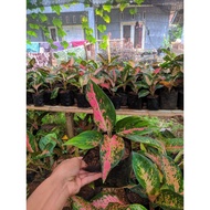 COD Aglonema Kochin Paramuay Kochin Pink Kochin Merah Aglonema Kocin