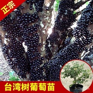 pokok tinggiXianglinnong Taiwan Grape Tree Gerber Fruit Sapling Saba Everblooming Bear Fruit in Current Year Potted Plan