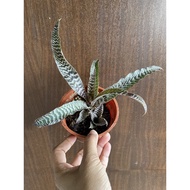 Bromeliads - Cryptanthus Zonatus-SNAKE BROMELIADS