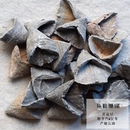 Wholesale Natural Clover Insect Shark Tooth Stone Swallow Shell Coral Ammonite Plant Insect Fossil S