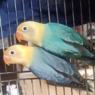 promo murah burung love bird biola pb Euwing