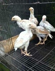 Anakan Ayam Shamo Ori Tulangan Besar