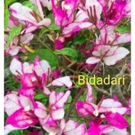 SALE!!! RARE ROOTED BOUGAINVILLEA