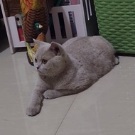 Kucing British shorthair lilac betina pedigree