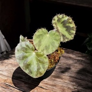<SG READY STOCK> Begonia gironellae | Rare Begonia for Terrariums & Indoor Gardens , Vivariums, palu