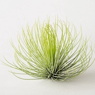 Airplant - Tillandsia Andreana