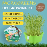 [SG] IMP HOUSE Microgreen DIY Growing Kit Hydrophonics Beansprout xiao bai cai peasprout kangkong wheatgrass Plant