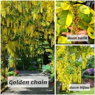 Pokok Bunga Golden Chain Batik Daun biasa bunga juntai lophanthera lactescens