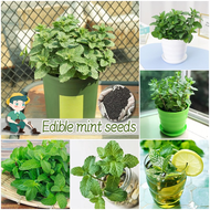 ปลูกง่าย เมล็ดสด100% เมล็ดพันธุ์ สะระแหน่ บรรจุ 200เมล็ด Edible Mint Peppermint Seeds Herbs Seeds for Planting บอนสีราคาถูก เมล็ดบอนสี ต้นไม้มงคล บอนสี ดอกไม้ปลูกสวยๆ เมล็ดพันธุ์ดอกไม้ ไม้ประดับ พันธุ์ดอกไม้ ดอกไม้ปลูก แต่งบ้านและสวน เมล็ดวานิลลา ยากันยุง