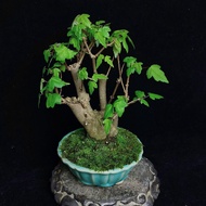 Acer buergerianum (Trident Maple/三角枫) bonsai