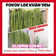 rina • pokok lee kuan yew • vernonia elliptica climbing curtain creeper janda merana suffering widow