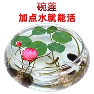 Bowl Lotus Seeds 7 Days Germination Soilless Hydroponic Bowl Lotus Seeds Flower Seeds Flower Potted 