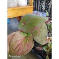 Double Leaf/Keladi Thailand/Rare Caladium