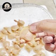 Bulus Labi Labi Albino Termurah Harga Grosir