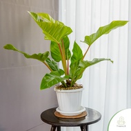 Treeno.9 T91 รวยทรัพย์ สีทอง กระถางสวยยุโรป สีขาว (Philodendron) กระถาง 10 นิ้ว สูง 90-100 cm. ดอกไม