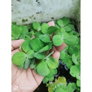 Dwarf water lettuce 10pcs
