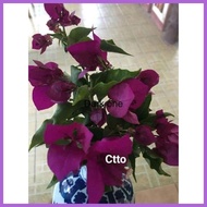 ◹ ◫ ▤ SALE!!! ROOTED RARE BOUGAINVILLEA
