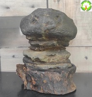Suiseki stone / Ornamental Stone for Living room / Office / Home decoration 雅石/纯天然奇石/观赏石  (12cm x 11