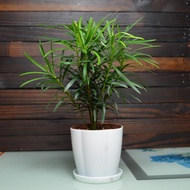 Ouwu Podocarpus Macrophyllus Bonsai Stump Flower Desktop Potted Garden Green Plant Modeling Pine Miniature Bonsai Podoca