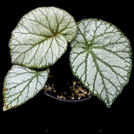 Tanaman Hias Begonia Yoshimura / Begonia U400