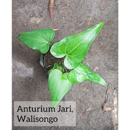 Anturium Jari / Anturium Walisongo / Anthurium