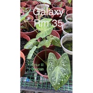 keladi/caladium galaxy