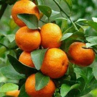 bibit buah jeruk santang madu berbuah