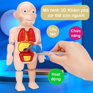 3D model kit scientific research of human body parts