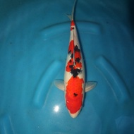 ikan koi import sanke  marudo farm