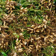 100 seeds for planting peanut mani