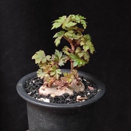 塊根秋海棠 盆栽 植物  plant begonia