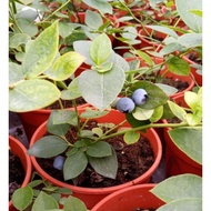 ANAK POKOK BLUEBERRY MISTY rare Misty