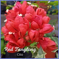 ¤ ✻ ༄ SALE!!! ROOTED RARE BOUGAINVILLEA