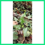 ¤ XANADU PHILODENDRON ACTUAL PLANT
