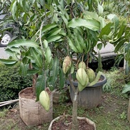 Pohon Mangga Okyong Sudah Berbuah dan kembang