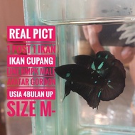 ikan cupang line hmpk Avatar gordon male kode lh012