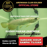 ikan hidup Arwana golden red RTG / Arowana Red tail Golden anakan