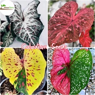 [MEGA PROMO NOW!] 100pcs Caladium Seeds for Planting Garden Decoration Items Flower Plant Herb Seeds Basil Plant Flowering Live Plants for Home Gardening Indoor and Outdoor Air Bonsai Plant Flower Pot Stand Easy To Germinate Fast Grow In Singapore