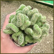 ❁ ◨ Live Green Brain Cactus Plant